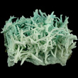 Aragonite var. Flos Ferri