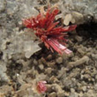 Erythrite Crystals on Quartz Matrix