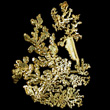 Dendritic Gold Crystals