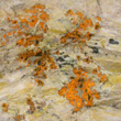 Embedded Dendritic Gummite