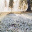 Frost on Grass