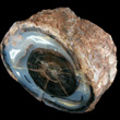 Slice of Petrified Wood