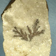 Sylvanite Dendrite on Calcite